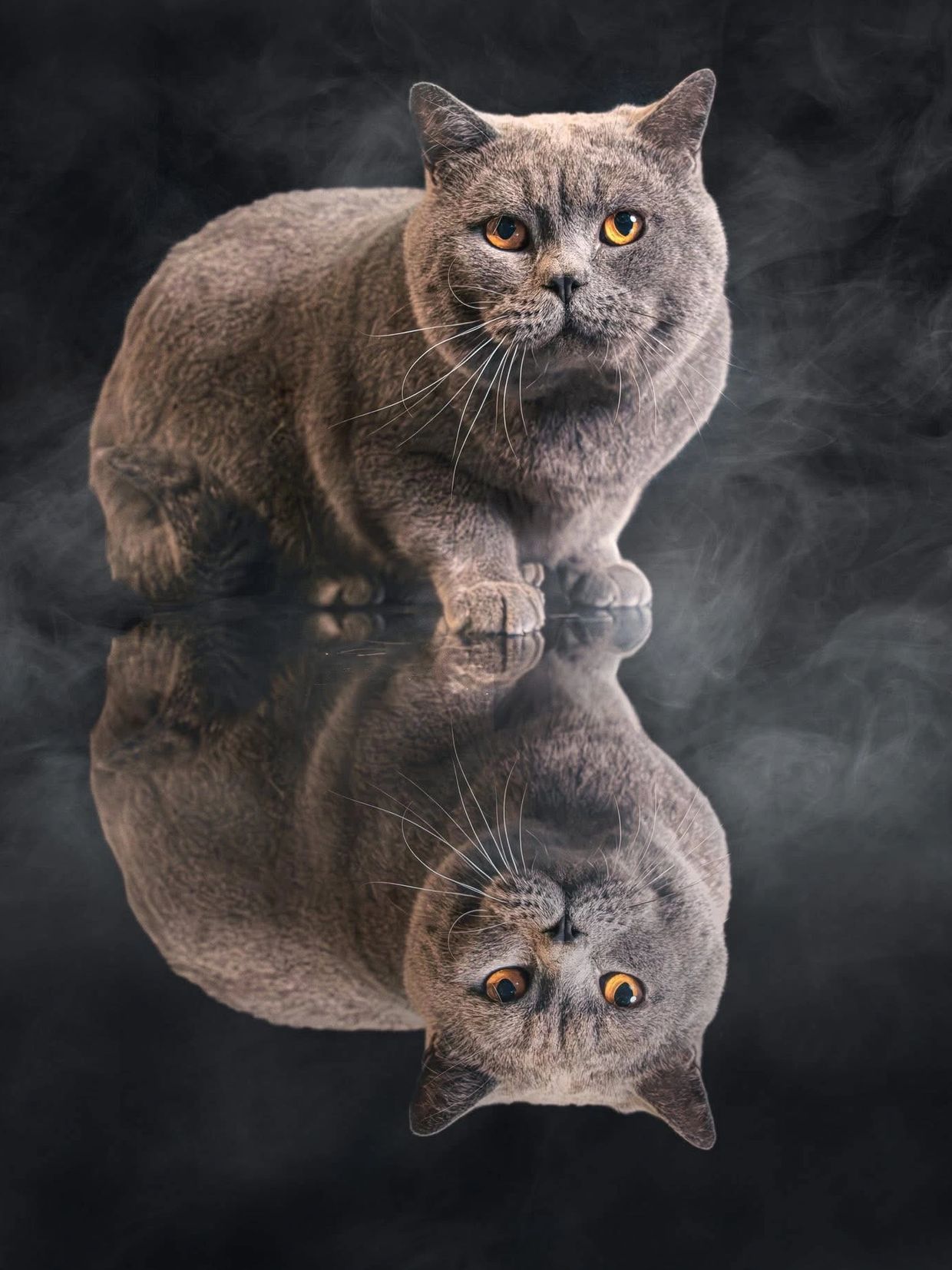 Blue British shorthair posed in black background
