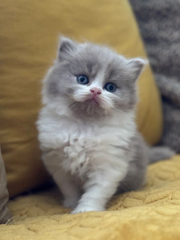 Fluffy gray and white kitten with blue eyes sitting on a yellow blanket.