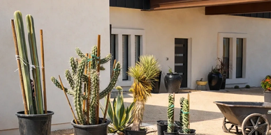 Various cacti and succulents in pots outside a modern house.