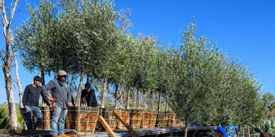 Workers transplanting large trees outdoors on a sunny day.