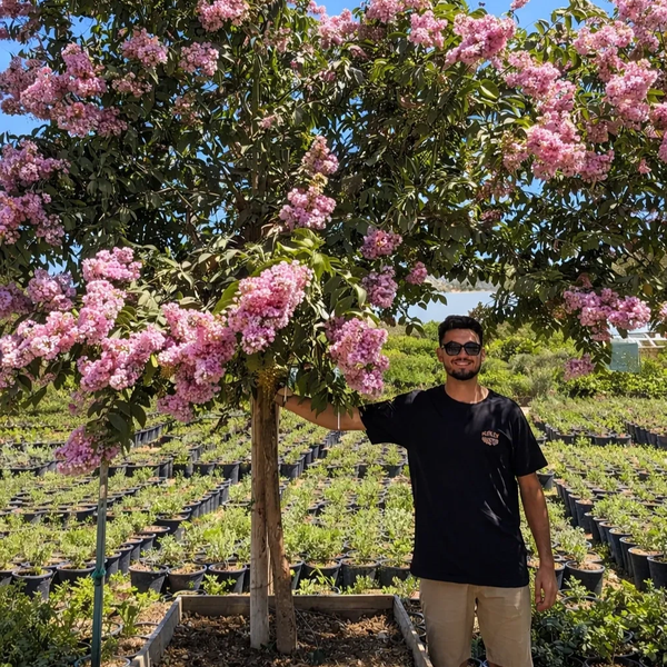Man standing next to a blooming tree with pink flowers.