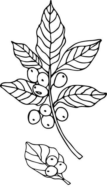 Coffee bean leaf illustration