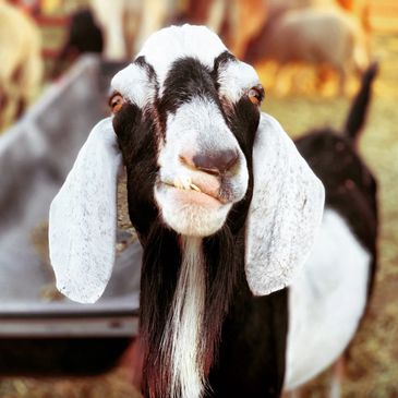 Meet Cletus of Broken Shovels Sanctuary in Colorado where Tiny Goat Coffee donates monthly.