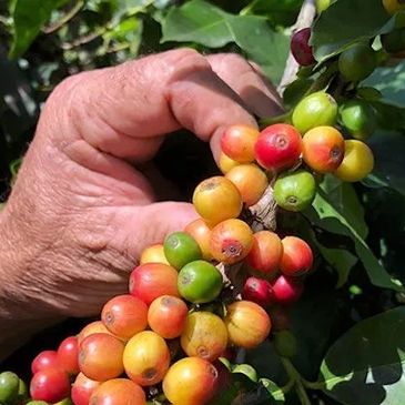 Re-grown limaní and obata coffee trees in Puerto Rico after Hurricane Maria