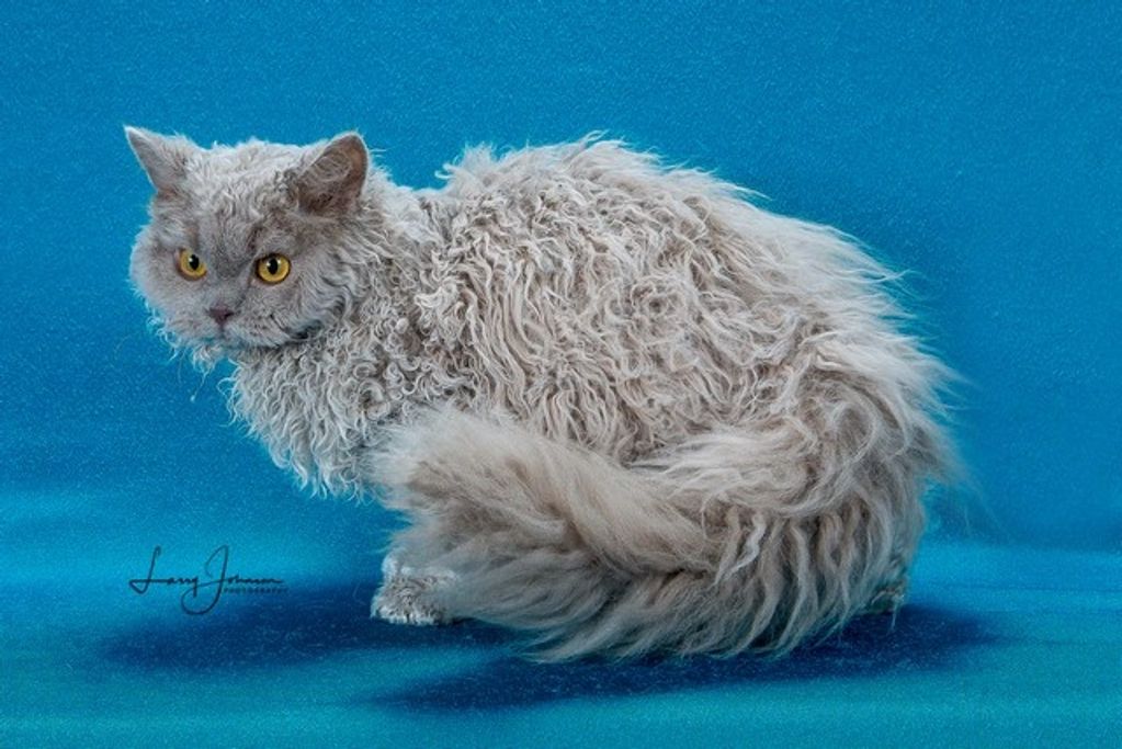 Countrycats Destiny (TICA) Champion(CH)