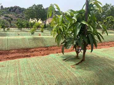 Young plants growing in a protected agricultural field with rocky hills in the background.