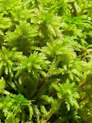 Sphagnum flexuosum