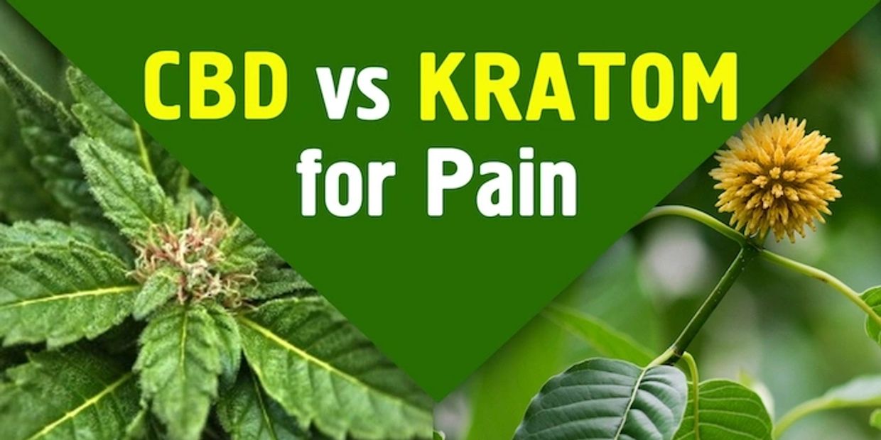 kratom vs cbd for pain written with a picture of a hemp leaf and a kratom leaf