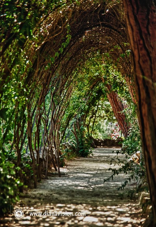 Arched Vines, Pathway, Gardens, Serenity