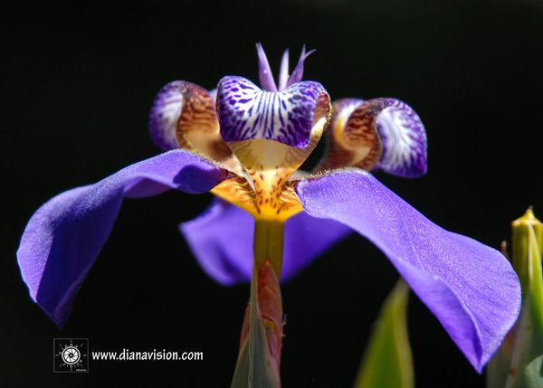 Purple Iris, Simplicity