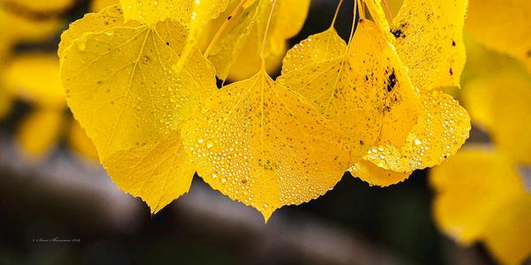 Yellow autumn leaves with dew drops glistening.