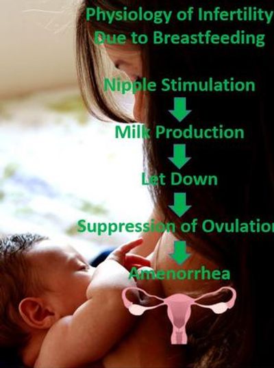 Natural Fertility Breastfeeding