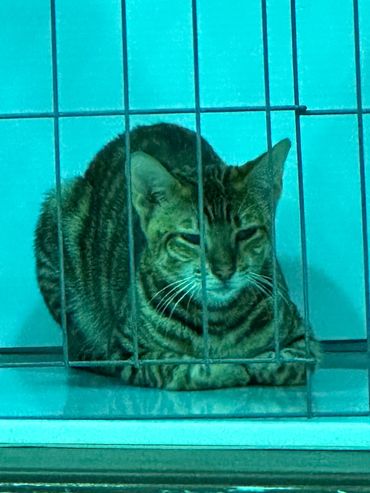 Toyger at TICA show