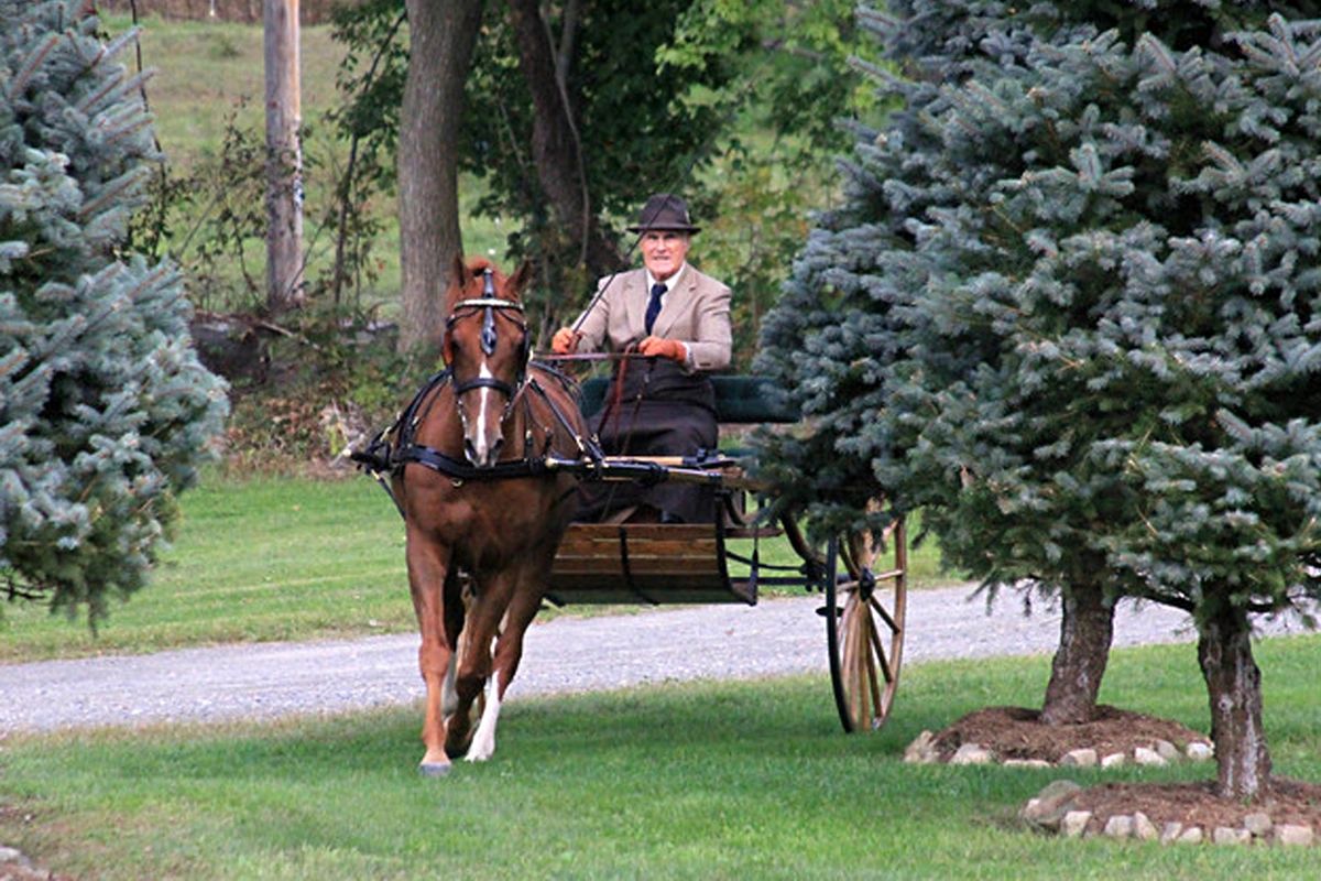 a carriage driver guiding a horse between two trees