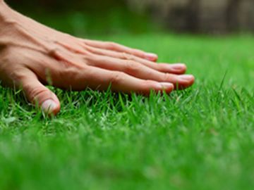 hand over grass