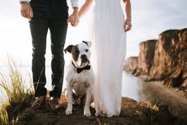 Couple holding hands with their dog dressed in a bow tie outdoors.