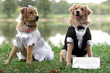 Two dogs dressed as bride and groom with a love note outdoors.