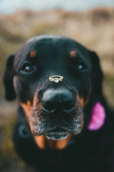 A dog with a ring balanced on its nose, tongue out.