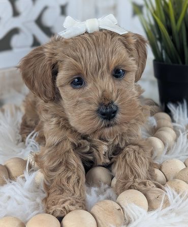 havapoo buy pet new york california florida texas puppies for sale cavapoo maltipoo cavapoochon pup