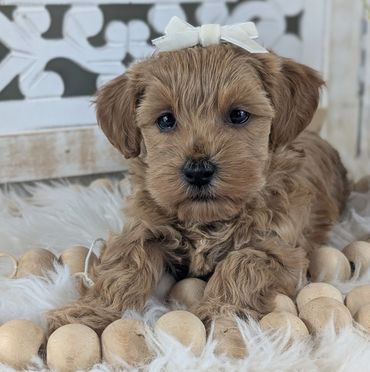 havapoo buy pet new york california florida texas puppies for sale cavapoo maltipoo cavapoochon pup