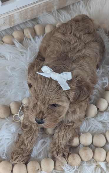 havapoo buy pet new york california florida texas puppies for sale cavapoo maltipoo cavapoochon pup