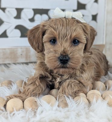 havapoo buy pet new york california florida texas puppies for sale cavapoo maltipoo cavapoochon pup