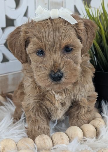 havapoo buy pet new york california florida texas puppies for sale cavapoo maltipoo cavapoochon pup