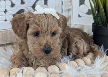 havapoo buy pet new york california florida texas puppies for sale cavapoo maltipoo cavapoochon pup
