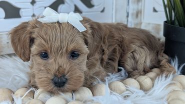 havapoo buy pet new york california florida texas puppies for sale cavapoo maltipoo cavapoochon pup