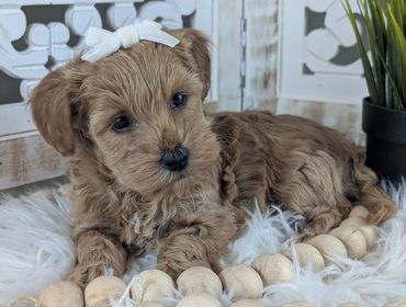 havapoo buy pet new york california florida texas puppies for sale cavapoo maltipoo cavapoochon pup