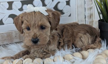 havapoo buy pet new york california florida texas puppies for sale cavapoo maltipoo cavapoochon pup