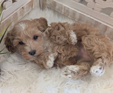 Havapoo puppies for sale New York California Havanese Poodle Havanoodle Poovanese