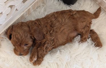 Havapoo puppies for sale New York California Havanese Poodle Havanoodle Poovanese