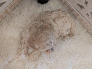 Havapoo puppies for sale New York California Havanese Poodle Havanoodle Poovanese