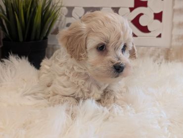 Havapoo puppies for sale New York California Havanese Poodle Havanoodle Poovanese