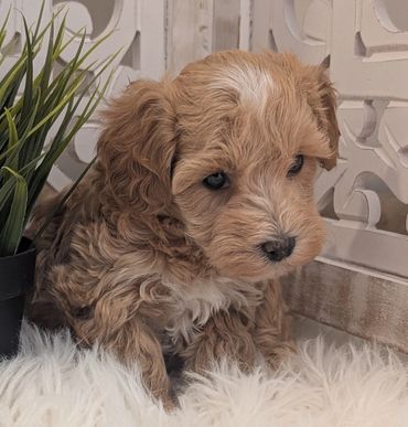 Havapoo puppies for sale New York California Havanese Poodle Havanoodle Poovanese