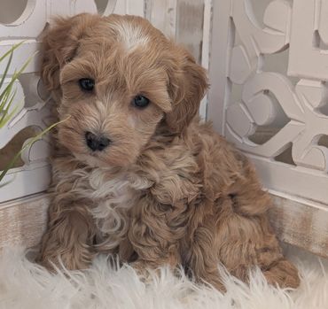 Havapoo puppies for sale New York California Havanese Poodle Havanoodle Poovanese