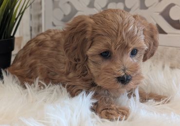 Havapoo puppies for sale New York California Havanese Poodle Havanoodle Poovanese