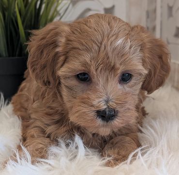 Havapoo puppies for sale New York California Havanese Poodle Havanoodle Poovanese