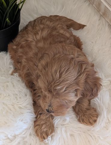 Havapoo puppies for sale New York California Havanese Poodle Havanoodle Poovanese
