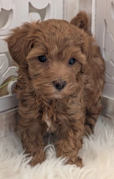 Havapoo puppies for sale New York California Havanese Poodle Havanoodle Poovanese
