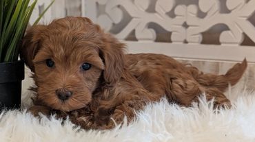 Havapoo puppies for sale New York California Havanese Poodle Havanoodle Poovanese