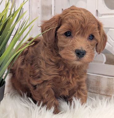 Havapoo puppies for sale New York California Havanese Poodle Havanoodle Poovanese