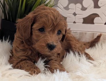 Havapoo puppies for sale New York California Havanese Poodle Havanoodle Poovanese