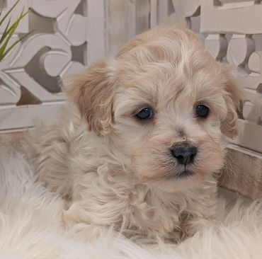 Havapoo puppies for sale New York California Havanese Poodle Havanoodle Poovanese