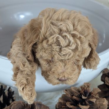 Havapoo puppies for sale New York California Havanese Poodle Havanoodle Poovanese