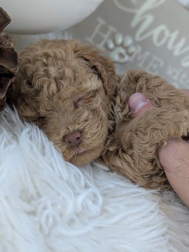 Havapoo puppies for sale New York California Havanese Poodle Havanoodle Poovanese