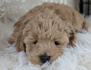 Havapoo puppies for sale New York California Havanese Poodle Havanoodle Poovanese