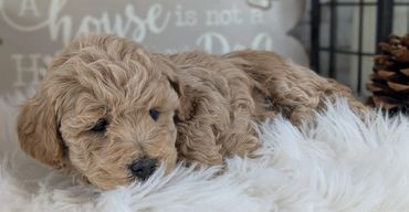 Havapoo puppies for sale New York California Havanese Poodle Havanoodle Poovanese