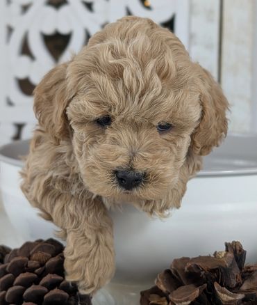 Havapoo puppies for sale New York California Havanese Poodle Havanoodle Poovanese